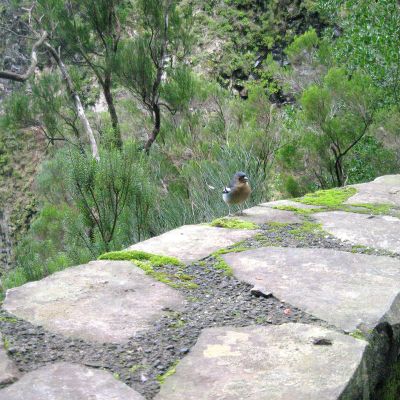 Levada do Rabaçal – Risco – 25 Fontes