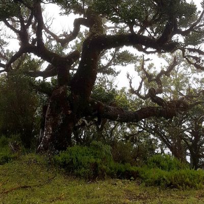 Wanderung Assobiadores – Fanal