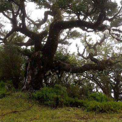 Wanderung Assobiadores – Fanal