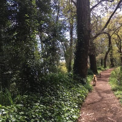 Levada Vale Paraíso - Happy Tours