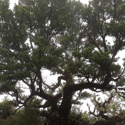 Wanderung Assobiadores – Fanal