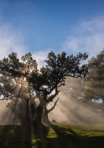 Walk Assobiadores – Fanal - Happy Tours