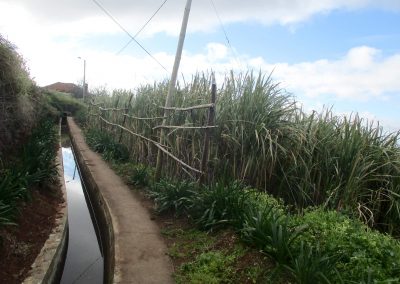 Levada Nova - Sugar Cane
