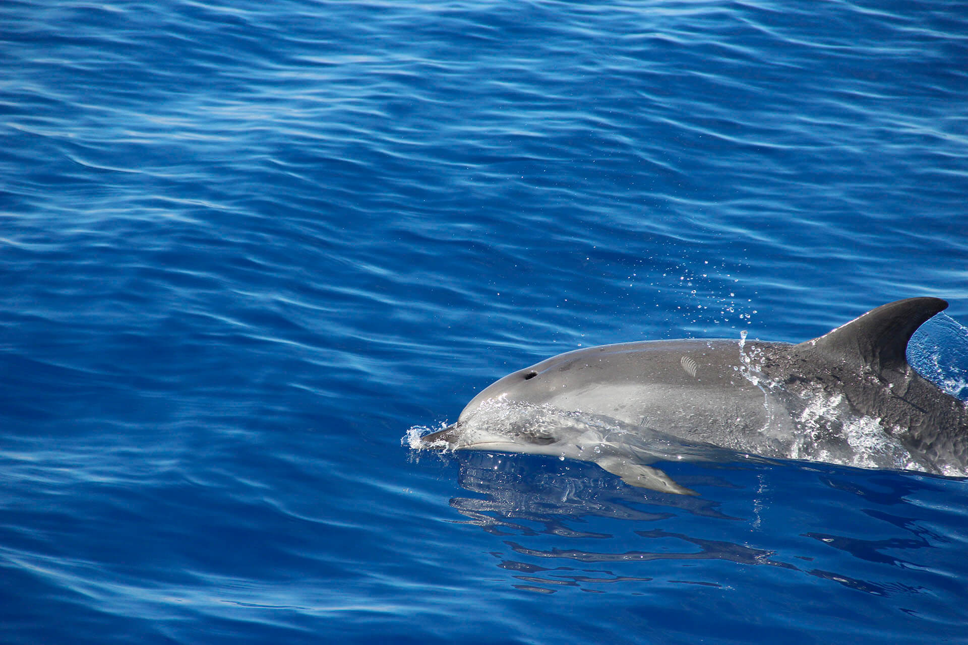 Delfin- und Walbeobachtung mit dem VMT-Katamaran 15