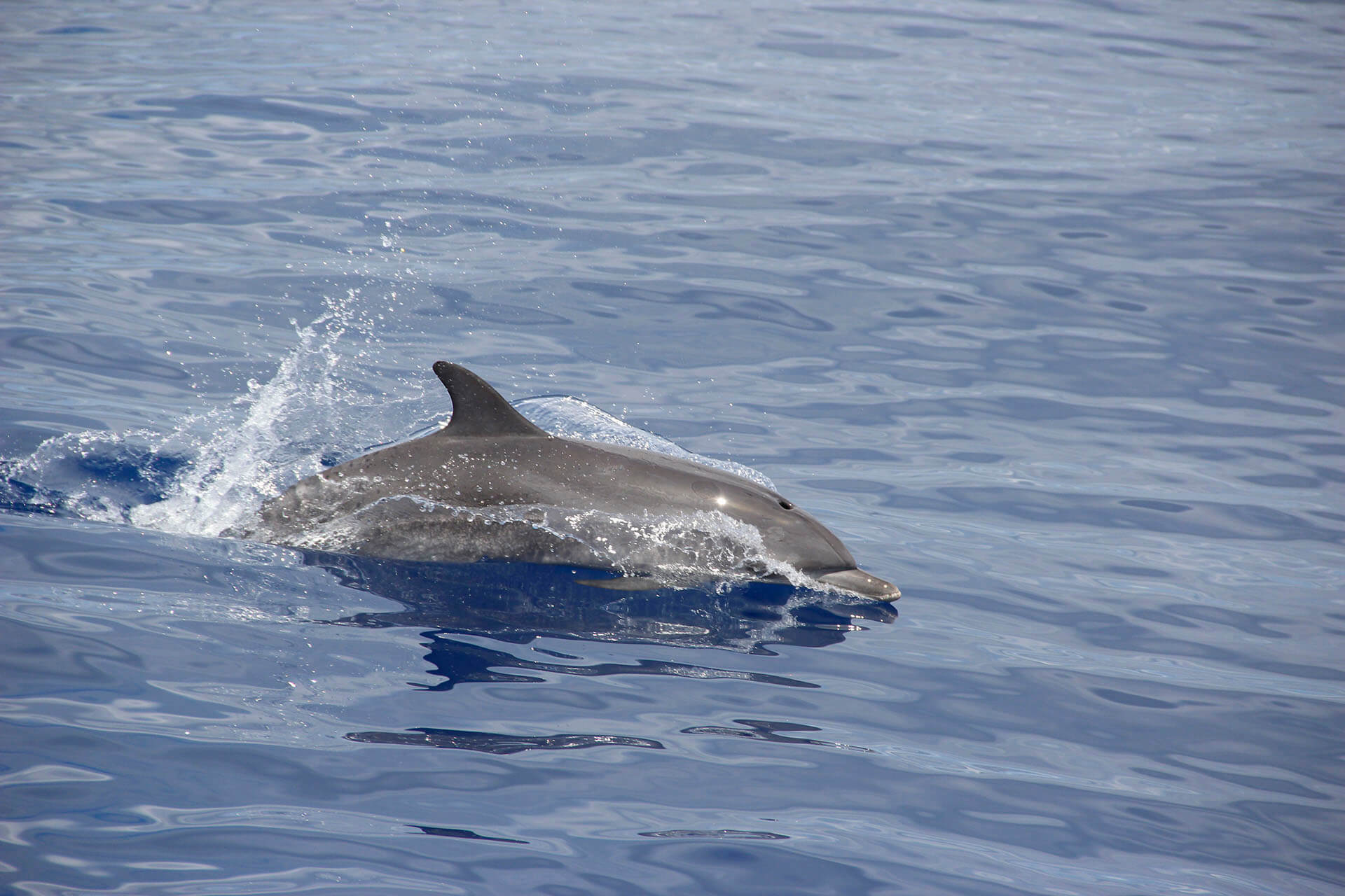 Delfin- und Walbeobachtung mit dem VMT-Katamaran 14