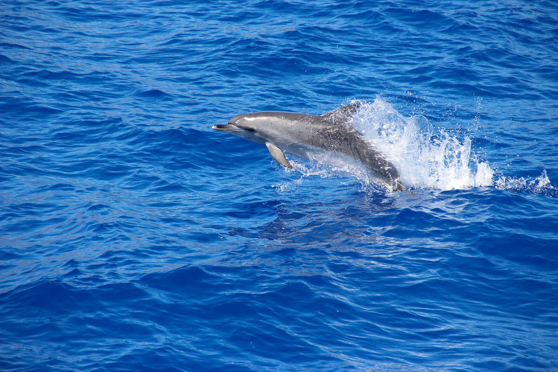 Delfin- und Walbeobachtung mit dem VMT-Katamaran