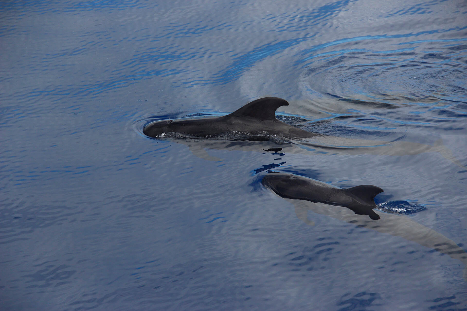 Delfin- und Walbeobachtung mit dem VMT-Katamaran 12