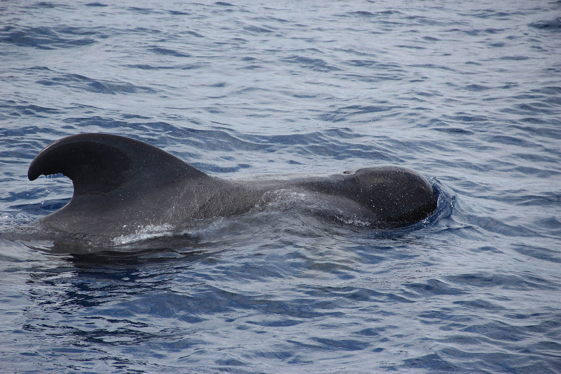 Delfin- und Walbeobachtung mit dem VMT-Katamaran 11