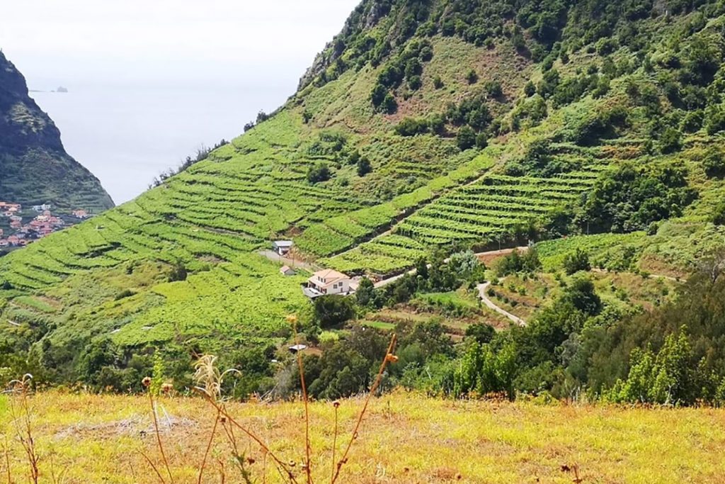 Madeira Wein Tagestour & Mittagessen im Weinberg
